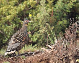 Szechenyi’s Monal-Partridge, 黄喉雉鹑, Tetraophasis szechenyii-gallery-