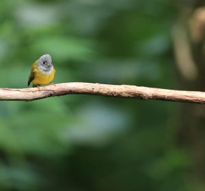 Grey-headed Canary-flycatcher, 方尾鹟, Culicicapa ceylonensis-gallery-