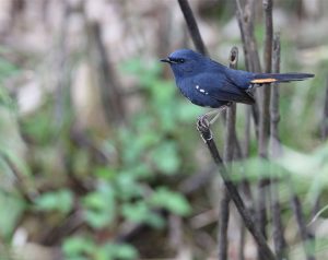 White-bellied Redstart, 白腹短翅鸲, Luscinia phaenicuroides-gallery-