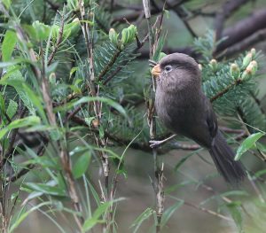 Three-toed Parrotbill, 三趾鸦雀, Cholornis paradoxus-gallery-