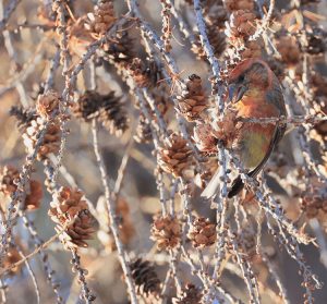 Red Crossbill, 红交嘴雀, Loxia curvirostra-gallery-