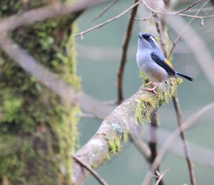 Blyth’s Shrike-Babbler, 红翅鵙鹛, Pteruthius aeralatus-gallery-