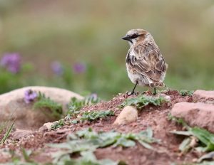 Rufous-necked Snowfinch, 棕颈雪雀, Pyrgilauda ruficollis-gallery-