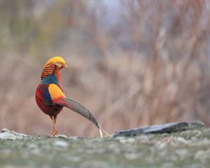 Golden Pheasant, 红腹锦鸡, Chrysolophus pictus-gallery-