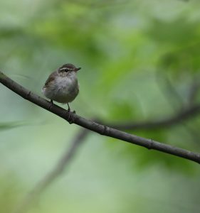 Large-billed Leaf Warbler, 乌嘴柳莺, Phylloscopus magnirostris-gallery-