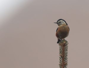 Przevalski’s Nuthatch, 白脸䴓, Sitta przewalskii-gallery-