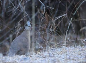 Blood Pheasant, 血雉, Ithaginis cruentus-gallery-