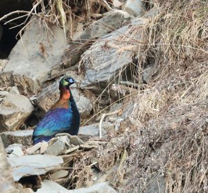 Chinese Monal, 绿尾虹雉, Lophophorus lhuysii-gallery-