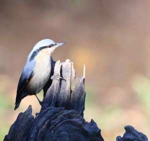 Chestnut-vented Nuthatch, 栗臀䴓, Sitta nagaensis-gallery-