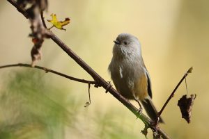 Grey-hooded Fulvetta, 灰头雀鹛, Fulvetta cinereiceps-gallery-