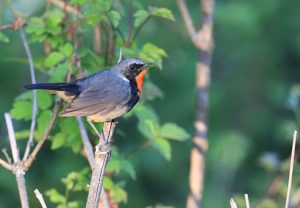 Firethroat, 金胸歌鸲, Calliope pectardens-gallery-