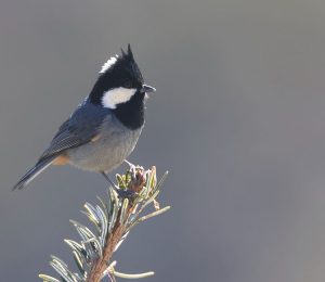 Rufous-vented Tit, 黑冠山雀, Periparus rubidiventris-gallery-