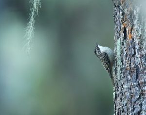 Sichuan Treecreeper, 四川旋木雀, Certhia tianquanensis-gallery-