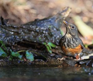 Black-breasted Thrush, 黑胸鸫, Turdus dissimilis-gallery-