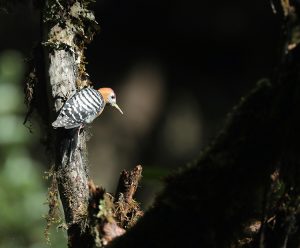 Rufous-bellied Woodpecker, 棕腹啄木鸟, Dendrocopos hyperythrus-gallery-