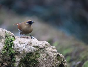 Buffy Laughingthrush, 棕噪鹛, Pterorhinus berthemyi-gallery-