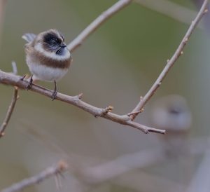 Sooty Bushtit, 银脸长尾山雀, Aegithalos fuliginosus-gallery-