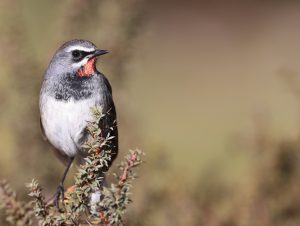 Chinese Rubythroat, 中国歌鸲, Calliope tschebaiewi-gallery-