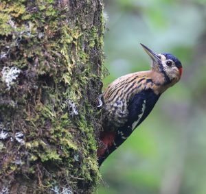 Darjeeling Woodpecker, 黄颈啄木鸟, Dendrocopos darjellensis-gallery-