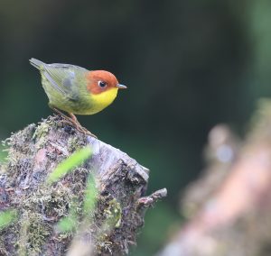 Chestnut-headed Tesia, 栗头地莺, Cettia castaneocoronata-gallery-