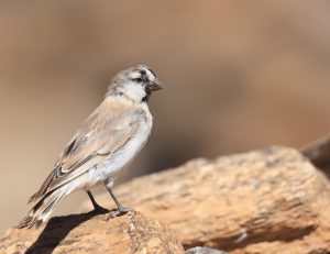 Blanford’s Snowfinch, 棕背雪雀, Pyrgilauda blanfordi-gallery-