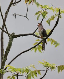 Lesser Cuckoo, 小杜鹃, Cuculus poliocephalus-gallery-