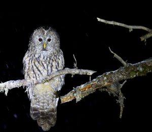 Pere David’s Owl, 四川林鸮, Strix davidi-gallery-