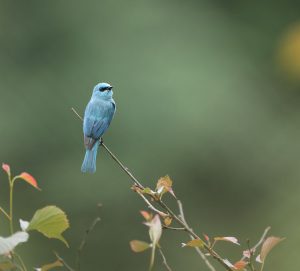 Verditer Flycatcher, 铜蓝鹟, Eumyias thalassinus-gallery-