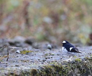 Little Forktail, 小燕尾, Enicurus scouleri-gallery-