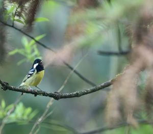 Yellow-bellied Tit, 黄腹山雀, Pardaliparus venustulus-gallery-