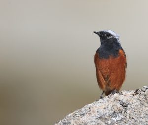 Guldenstadt’s Redstart, 红腹红尾鸲, Phoenicurus erythrogastrus-gallery-