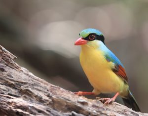 Indochinese Green Magpie, 印支绿鹊, Cissa hypoleuca-gallery-