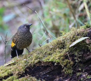 Scaly Laughingthrush, 纯色噪鹛, Trochalopteron subunicolor-gallery-