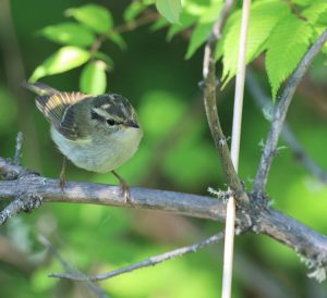 Claudia’s Leaf Warbler, 冠纹柳莺, Phylloscopus claudiae-gallery-