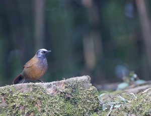 Red-winged Laughingthrush, 丽色噪鹛, Trochalopteron formosum-gallery-