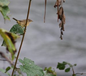 Radde’s Warbler, 巨嘴柳莺, Phylloscopus schwarzi-gallery-