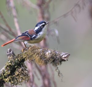 Red-tailed Minla, 火尾希鹛, Minla ignotincta-gallery-