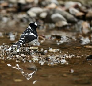 Spotted Forktail, 斑背燕尾, Enicurus maculatus-gallery-