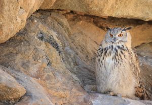 Eurasian Eagle-owl, 雕鸮, Bubo bubo-gallery-