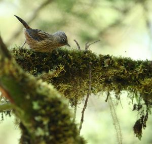 Streaked Barwing, 灰头斑翅鹛, Actinodura souliei-gallery-