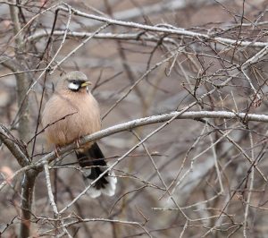 Snowy-cheeked Laughingthrush, 黑额山噪鹛, Ianthocincla sukatschewi-gallery-