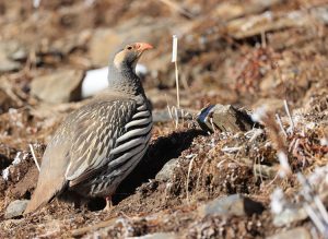 Tibetan Snowcock, 藏雪鸡, Tetraogallus tibetanus-gallery-