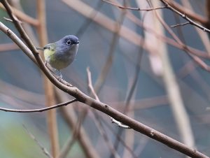 Green Shrike-Babbler, 淡绿鵙鹛, Pteruthius xanthochlorus-gallery-