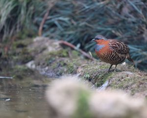 Chinese Bamboo Partridge, 灰胸竹鸡, Bambusicola thoracicus-gallery-