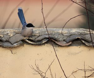 Azure-winged Magpie, 灰喜鹊, Cyanopica cyanus-gallery-