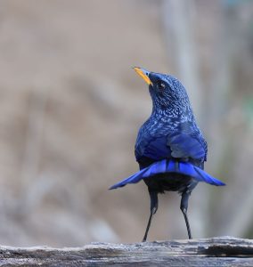 Blue Whistling Thrush, 紫啸鸫, Myophonus caeruleus-gallery-