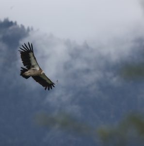 Himalayan Vulture, 高山兀鹫, Gyps himalayensis-gallery-