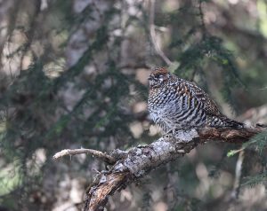 Chinese Grouse, 斑尾榛鸡, Tetrastes sewerzowi-gallery-