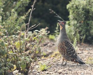 Szechenyi’s Monal-Partridge, 黄喉雉鹑, Tetraophasis szechenyii-gallery-