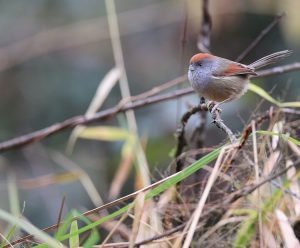 Ashy-throated Parrotbill, 灰喉鸦雀, Sinosuthora alphonsiana-gallery-